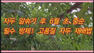 자두 알솎기 후 6월 초.중순 필수 방제 및 고품질 자두 재배법(농사의신)