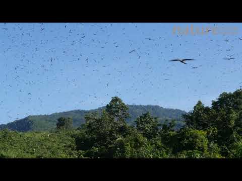 Amur falcons near Doyang reservoir, Nagaland