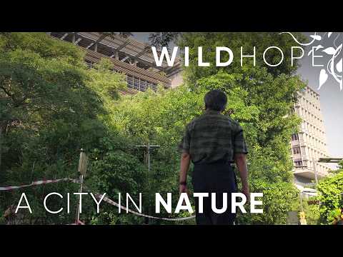新加坡的都市設計如何為野生動物騰出空間 | WILD HOPE (How Singapore’s Urban Design Makes Way for Wildlife | WILD HOPE)