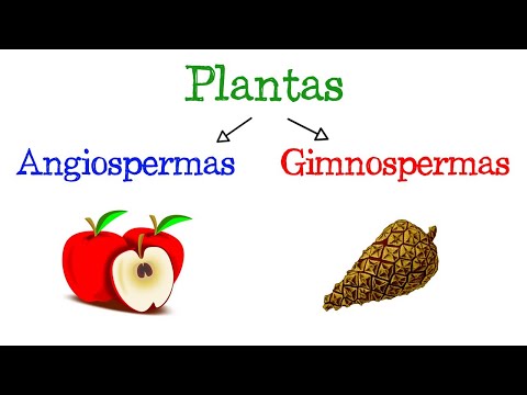 🌷 Plants: Angiosperms and Gymnosperms 🌻 [Easy and Fast] | BIOLOGY |