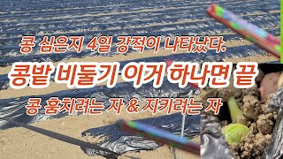 콩심은지 4일 비둘기로부터 지켜야한다. 조류피해 [콩재배방법]
