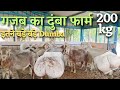 गजब का सरकारी दुम्बा फार्म Dumba Farming In India Turkey