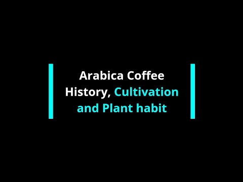 Arabica Coffee History, Cultivation and Plant habit