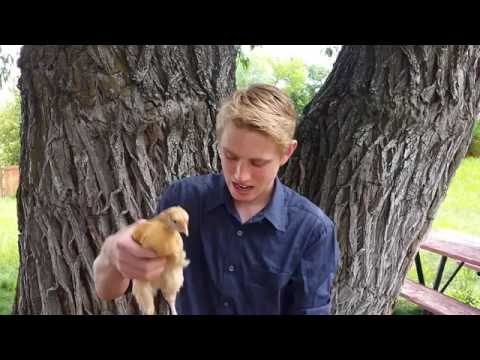 How To Hold A Chicken!