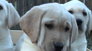 preview picture of video 'LABPUPS.COM - Family of Labs'