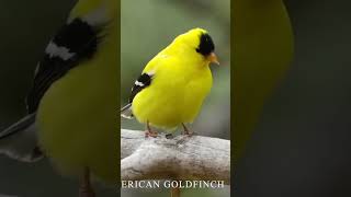 Download lagu Burung goldfinch Amerika, kicauan burung goldfinch Amerika, suara burung goldfinch Amerika, #suaraburung #burung #viral mp3 Download lagu Burung goldfinch Amerika, kicauan burung goldfinch Amerika, suara burung goldfinch Amerika, #suaraburung #burung #viral mp3