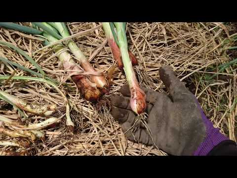 エシャロット 植物