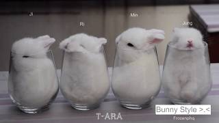 T-ARA Bunny Style (Funny)