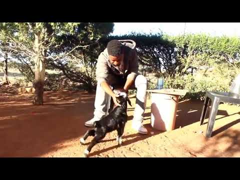 Episode 16 warm up Botswana comedy. Kario plays with a kid and name Moshweshwe as the father