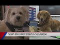 Therapy Dogs Support Students In The Osseo Fairchild Classrooms
