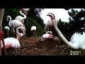 2 Pensthorpe Flamingos Flamingo Egg Update