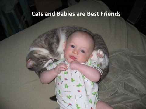 Cats and Babies are Best Friends - Cats and Babies Playing Videos
