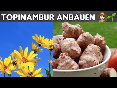 Topinambur Anbau im Garten -Topinambur erfolgreich anbauen👨‍🌾🌱