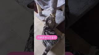 #cute#cat#猫