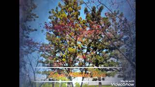 Download lagu Bagai Menelan Duri @ Yoga Vhein Cover tuty mp3 Download lagu Bagai Menelan Duri @ Yoga Vhein Cover tuty mp3