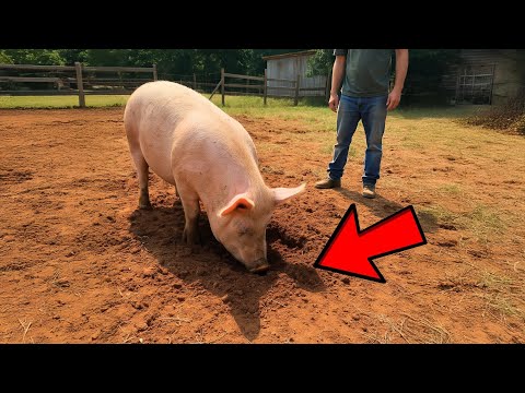 [Full Story] Farmer’s Pig Dug at Same Spot Daily, Discovered Why and Burst Into Tears!