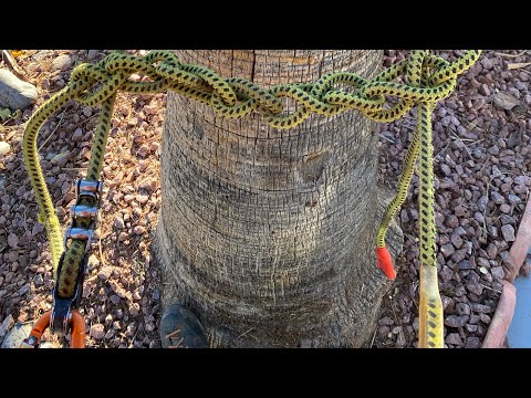 Petzl Zillon Adjustable Lanyard