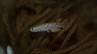 Anableposoides Ornatus a jewel from Peru