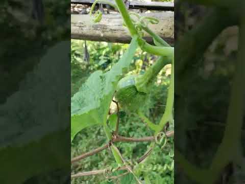 , title : 'pumpkin Plants'