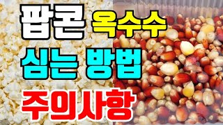 토종옥수수 파종시기 / 팝콘이 되는 쥐이빨옥수수파종했어요