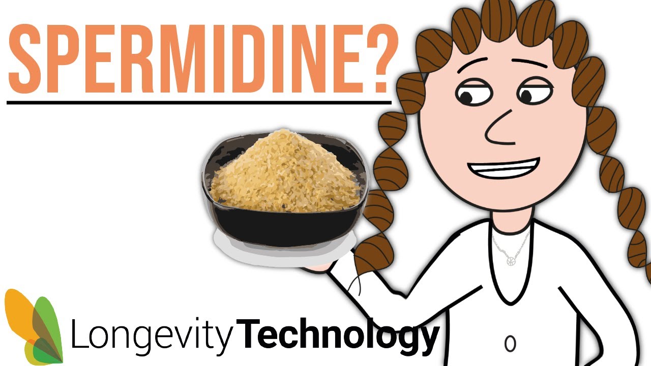 Spermidine - autophagy & anti-aging research (2021)