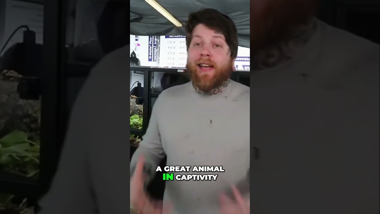 The Truth About Leachie Gecko Enclosure Size