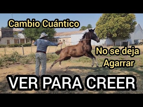 CABALLO CON MIEDO A LAS PERSONAS NO SE DEJA AGARRAR TRANSFORMACIÓN INCREIBLE DESDE EL LENGUAJE