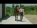 Goffs London Sale Walking Video DECISIVE ACTION