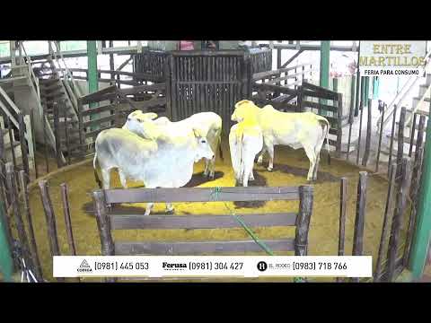 Remate de ganado para Consumo ENTRE MARTILLOS 9/09/2020 - Recinto Ferial de EL RODEO S.A.