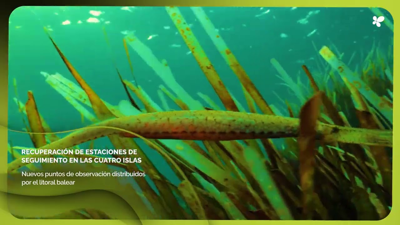 Baleares reactiva su red de seguimiento de la Posidonia