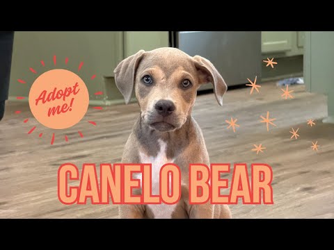 Get Ready For Cuddle Bug The Perfect Pup