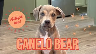 Adoptable Canelo Bear Cuddle Bug