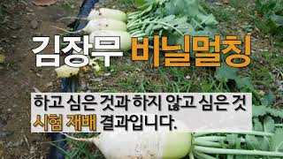 김장무 비닐멀칭 하고 심은 것과 하지 않고 심은 것 시험 재배 결과입니다.