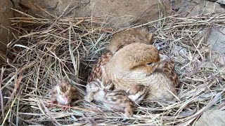 Nesting To Hatching eggs informative video