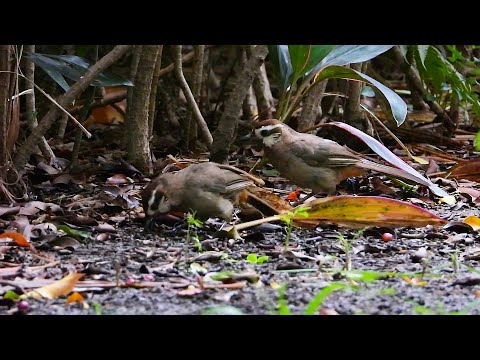 Timáliovec klaun (Pterorhinus sannio) — starostlivosť, voliéra a kŕmenie