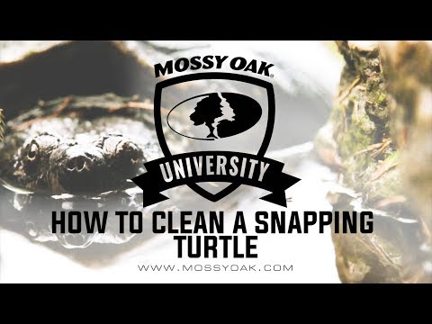 How To Clean A Snapping Turtle