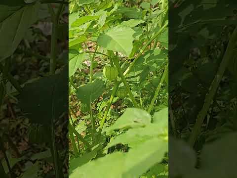 plant#shortsfeed #plants #shorts #500subcribers #love #5000diamondsinfreefire #