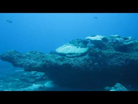 Scuba diving at Third Reef Negombo with Taprobane Divers!