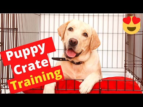 How to Crate Train your Puppy Step-by-Step? Effective Puppy Crate Training Schedule