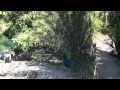 Peacock S In Full Living Color