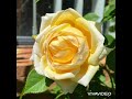 Summer Blooms In My Garden 2021 Canberra Australia