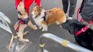 【Bisuke's morning walk】 He was really loved, so we wish we could deliver a lot of love