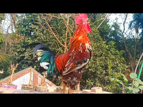 Top Best Rooster Crowing Sound Effects Compilation Plus - Funny Chicken Noises - Rooster Noises