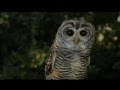 Adult Swim Commercial Bumpers September 2015 Part 3 3