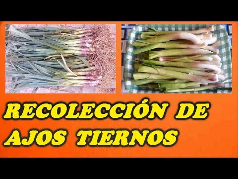 , title : 'Recolectar Ajetes o Ajos Tiernos // Todo Huerta y Jardín'