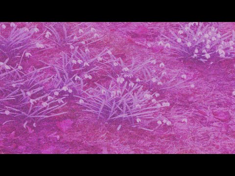 [wave] AndoraX - serene bliss