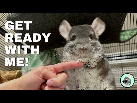 Linus the Chinchilla's Daily Routine