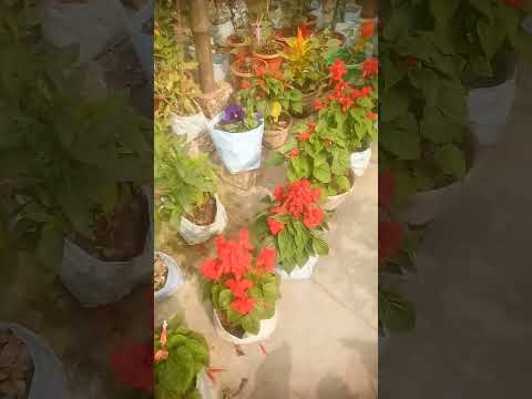 ##Izhan  shorts##viral#video#