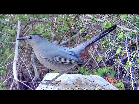 YouTube video about: What bird sounds like a cat meowing?