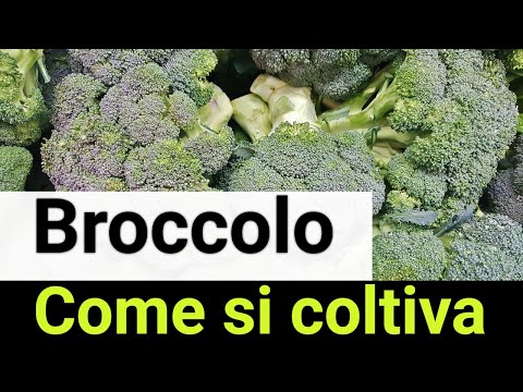 , title : 'Coltivazione del CAVOLO BROCCOLO! Poche regole per BROCCOLI SUPER!'